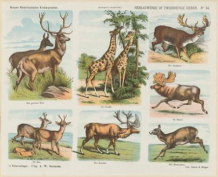 Ruminating or biasing animals; New Dutch childrens prints; Funke s prints.... Stock Photos