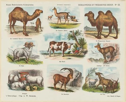 Ruminating or biasing animals; New Dutch childrens prints; Funke s prints.... Stock Photos