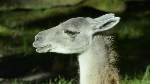 Ruminating quanaco Stock Footage 41596257