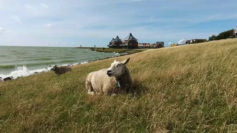 Ruminating sheep on the IJsselmeerdijk Video stock 116394878