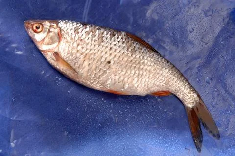 Rumor fish on a blue background Stock Photos