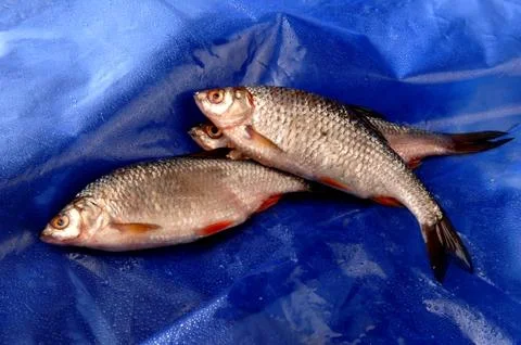 Rumor fish on a blue background Stock Photos