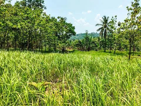 Rumput 1 Stock Photos