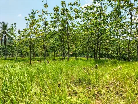 Rumput 2 Stock Photos