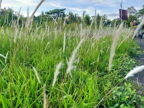 RUMPUT BERBUNGA Foto stock