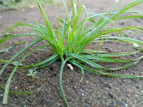 Rumput liar Stock Photos