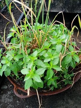Rumput 写真素材