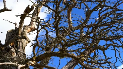 Rumskulla Oak Leafless Branches, Oldest Oak Tree of Sweden, Panning Stock Footage 153153625