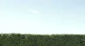 run and hug between two friends or lover( color version) HD Footage