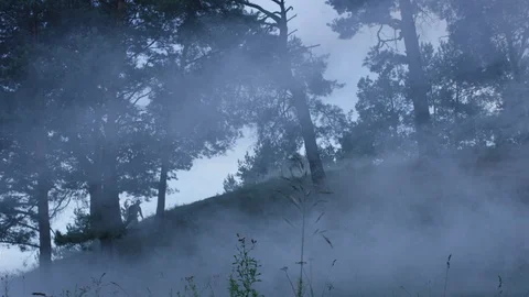 Run away in the fog Stock-Footage 113444493