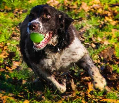 Run away Stock Photos