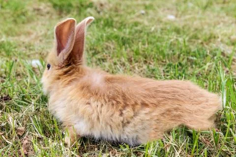 Run away red rabbit, side view Stock Photos