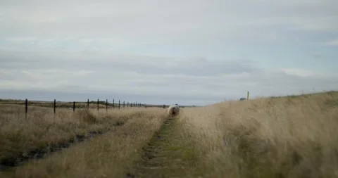 Run away Sheep Stock Footage 312895326