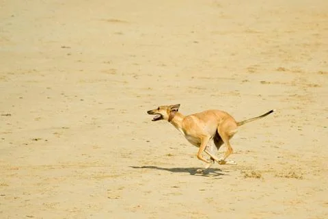 Run on the beach Foto stock
