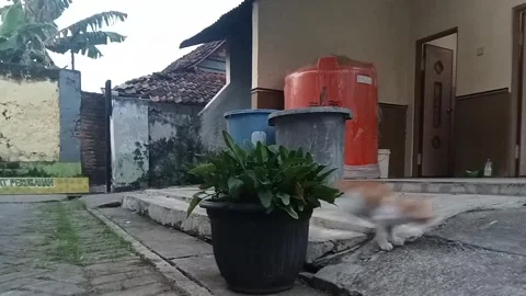 Run Cat Stock Footage 242606524