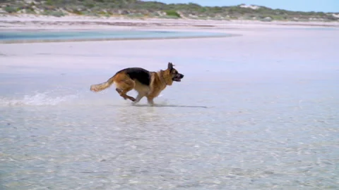 Run dog Stock Footage 149160681