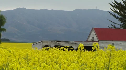 Run down farm building in yellow rapeseed fields of flowers. Stock Footage 44038055