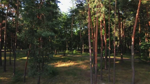 Run. An elderly man is running through the forest. Video stock 135784934