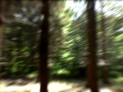 Run Forest Stock Footage 489978
