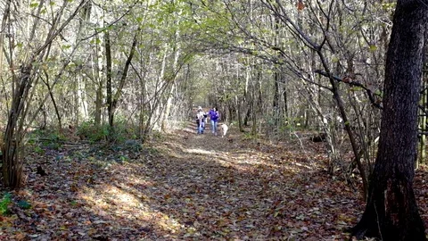 Run in the forest Stock Footage 82295680