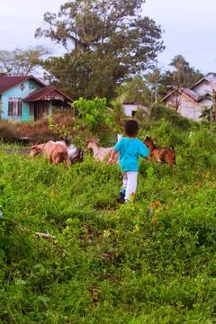 Run Into Goats Foto stock