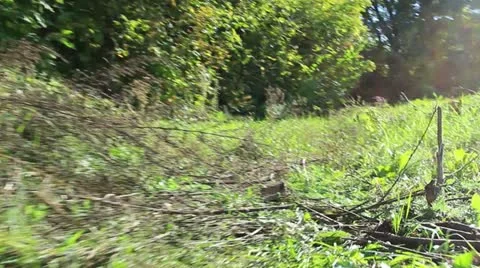 Run on a grass. Animal point view, stabilized camera Stock Footage