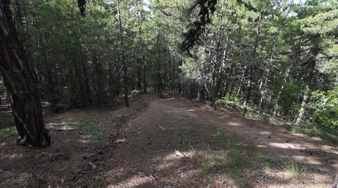Run from to high to into the deep forest Video stock 38413871
