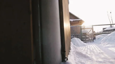 Run out of the house Samoyed puppies Video stock 59795187