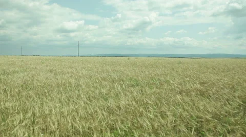 Run over the field Stock Footage 53065065