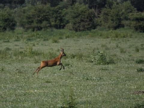 On the run Stock Photos