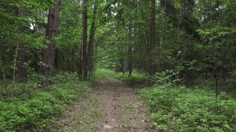 Run quickly through the forest along the road Stock Footage 132723700