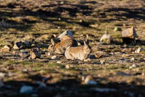 Run Rabbit Run Stock Photos