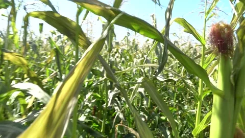 Run through the dense thickets in the cornfield. Dynamic escape rush scene Video stock 139193209