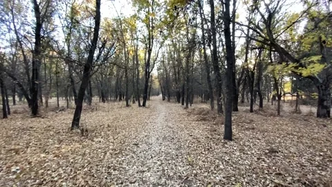 Run through the forrest Stock Footage 144168096