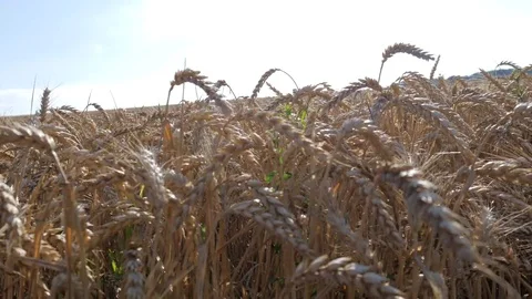 Run through the wheat Stock Footage 77645576