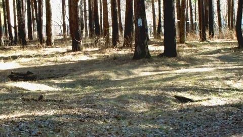 Run in the wood Stock Footage 95035934