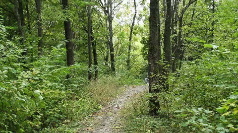 Run young man in green forest Stock Footage 68200044