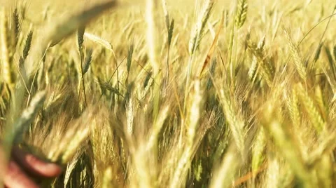 Run your hand over the ears of barley and wheat, which are swaying in the wind Stock Footage 65826591