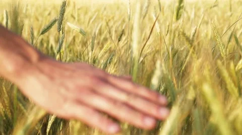 Run your hand over the ears of barley and wheat, which are swaying in the wind Stock Footage 65826885