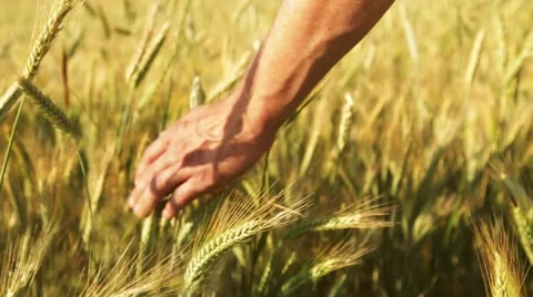 Run your hand over the ears of barley and wheat, which are swaying in the wind Stock Footage 65826999
