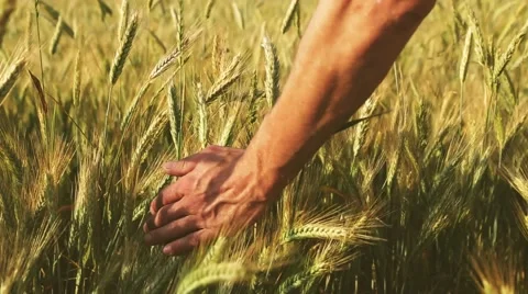 Run your hand over the ears of barley and wheat, which are swaying in the wind Stock Footage 65827004