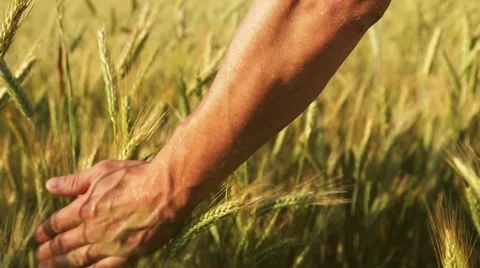 Run your hand over the ears of barley and wheat, which are swaying in the wind Stock Footage 65827014