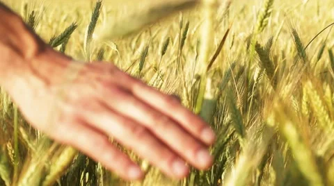 Run your hand over the ears of barley and wheat, which are swaying in the wind Stock Footage 65827020