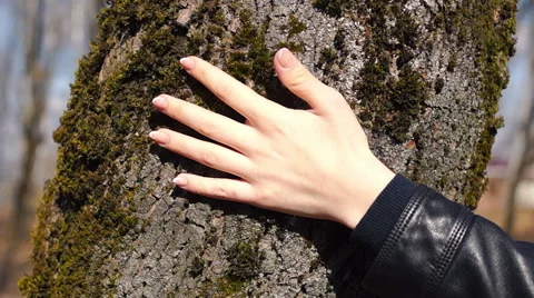 Run your hand over the moss tree (2) Video stock 49070675