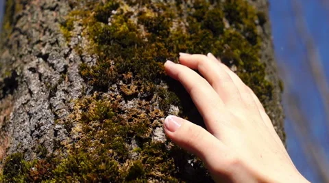 Run your hand over the moss tree (3) Video stock 49070682