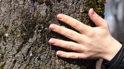 Run your hand over the moss tree (1) Video stock 49070683