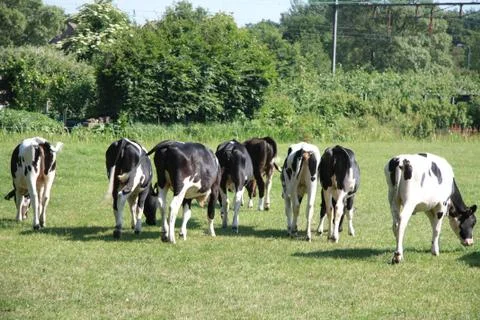 Runaway cattle Stock Photos