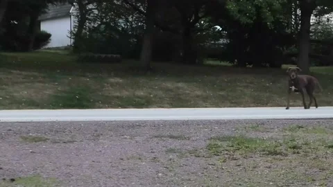 Runaway Dog Stock Footage 138748892