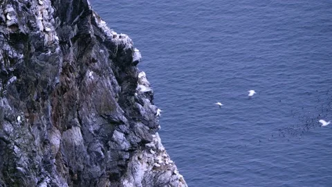 Runde island cliffs with gannet bire colony Stock Footage 230222371