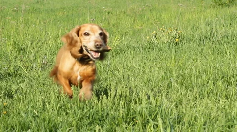 Runing Cocker Spaniel Video stock 6531300